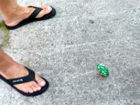002  nanu? ein Frosch!