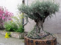 IMG 3840  Olive festhalten und ....