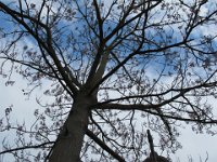 IMG 3842  Wie der Baum hieß habe ich schon wieder vergessen, aber jetzt ...