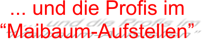 ... und die Profis im  “Maibaum-Aufstellen”