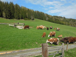 Bartlbauerauftrieb